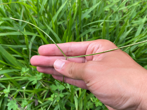 Paspalum conjugatum observed 2026-10-08