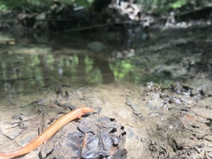 Pseudotriton montanus