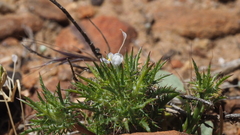 Navarretia tagetina