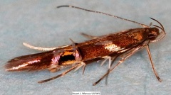 Cosmopterix nitens