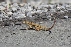 Acanthodactylus erythrurus belli