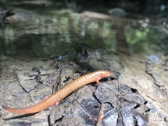 Pseudotriton montanus