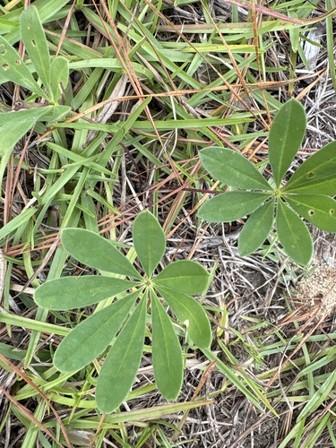 Lupinus perennis, 2026-10-09