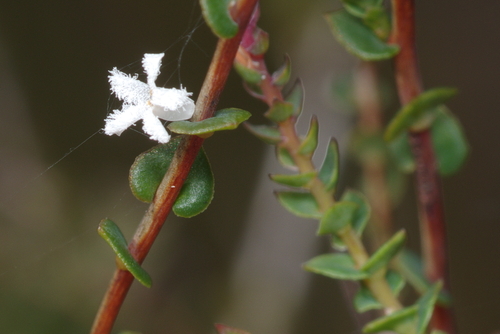 Leucopogon glabellus observed 2026-10-03
