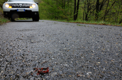 Salamandrina perspicillata