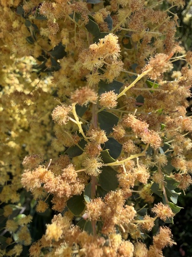 Acacia pravissima observed 2026-10-09