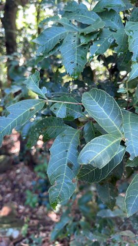 Alectryon subcinereus observed 2026-10-10