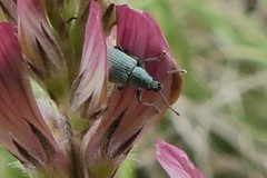 Phyllobius virideaeris