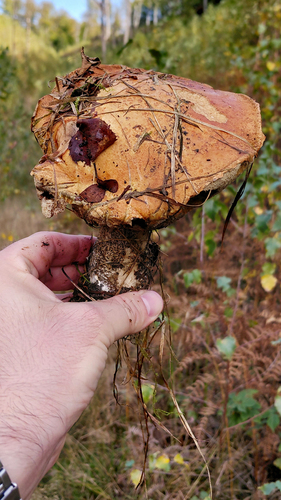 Orange Birch Bolete