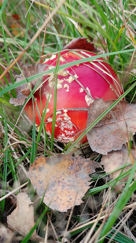 Fly Agaric