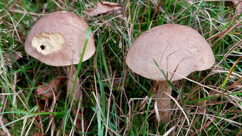 greyshank bolete