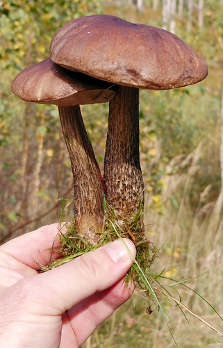 Brown Birch-bolete