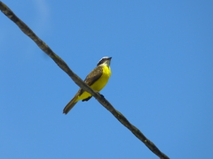 Myiozetetes cayanensis