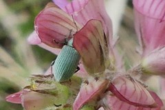 Phyllobius virideaeris