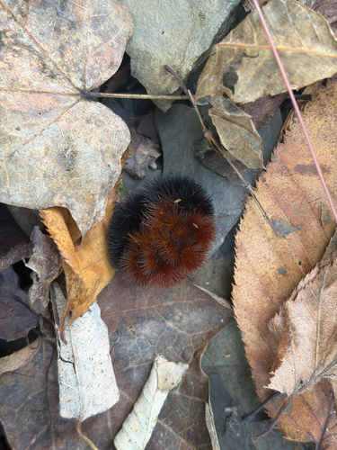 Isabella Tiger Moth