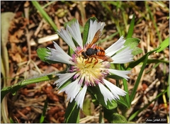 Rhodanthidium sticticum