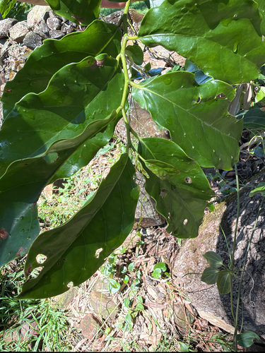 Pennantia cunninghamii observed 2026-10-10