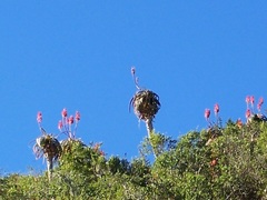 Aloe pluridens