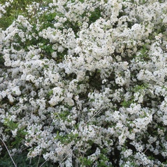 Malus sargentii
