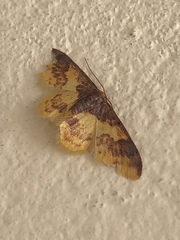 Lophosis labeculata