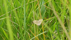 Scotopteryx