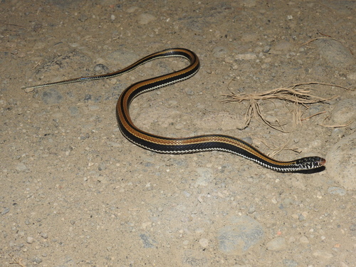 Photo of a Striped Keelback (Xenochrophis vittatus)