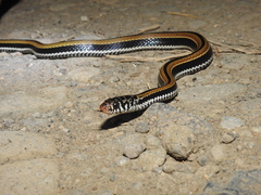 Xenochrophis vittatus