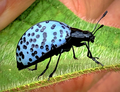 Cypherotylus stillatus