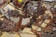 Salamandrina perspicillata