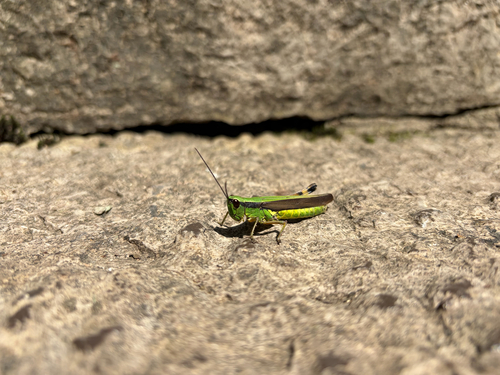 Ceracris nigricornis