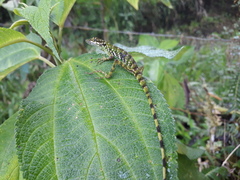 Anolis gemmosus