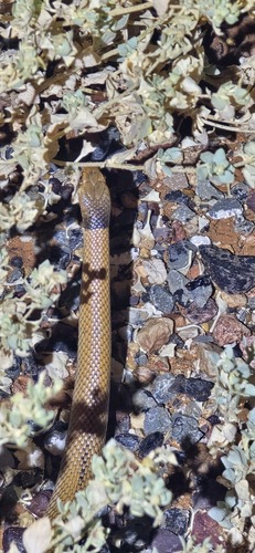 Curl Snake