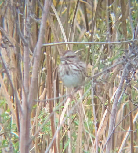 Song Sparrow