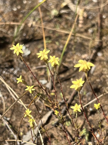 Hyalosperma glutinosum, 2026-10-10
