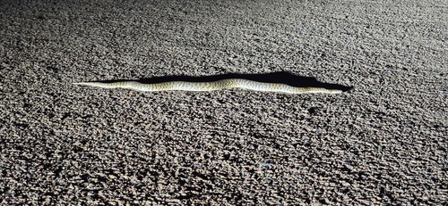 Children's Python