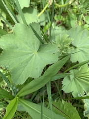 Alchemilla mollis