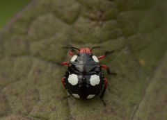 Chinavia erythrocnemis