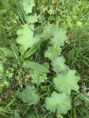 Alchemilla mollis