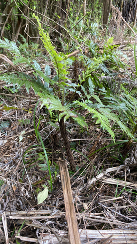 Diploblechnum fraseri observed 2026-10-10