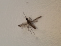 Culiseta incidens