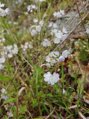 Phacelia dubia