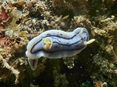 Chromodoris lochi