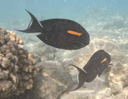 Acanthurus olivaceus, 2026-10-09