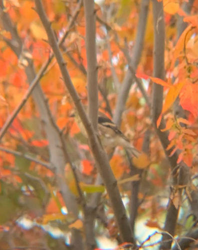 American Goldfinch
