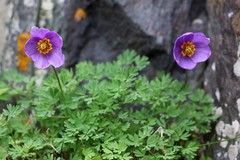 Paraquilegia microphylla