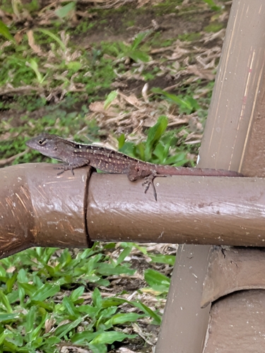 Anolis sagrei observed 2026-09-29