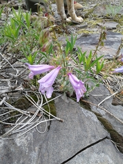 Penstemon fruticosus