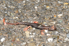 Salamandrina perspicillata