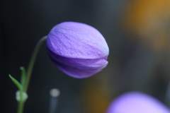 Paraquilegia microphylla