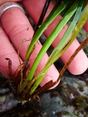 Phyllospadix serrulatus